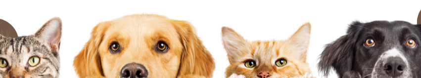 Inzerce zvířat - psi, kočky, papoušci a další